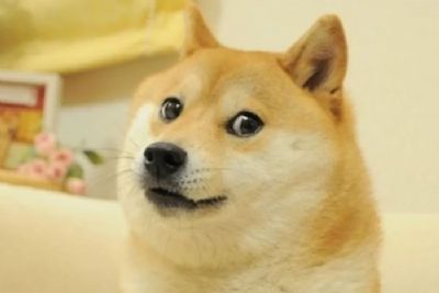 Morre Kabosu, cadela japonesa que inspirou memes e logo de criptomoeda