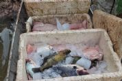 Fiscalizao apreende 240 kg de pescado irregular e solta 150 tartarugas
