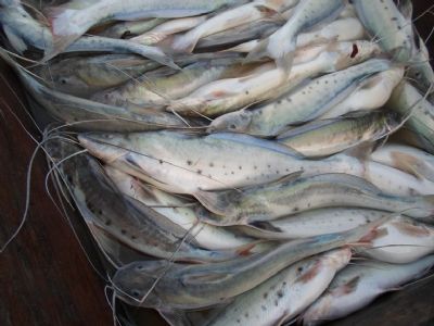 Pesca e comercializao da piracatinga no pas ficam proibidas por mais um ano