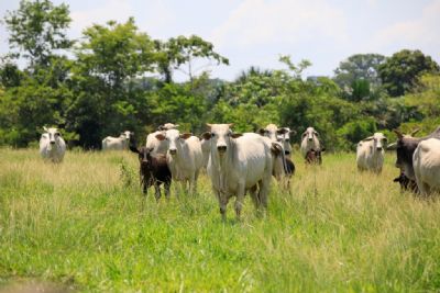 Mato Grosso registra recorde de abates de bovinos e exportaes em abril de 2024
