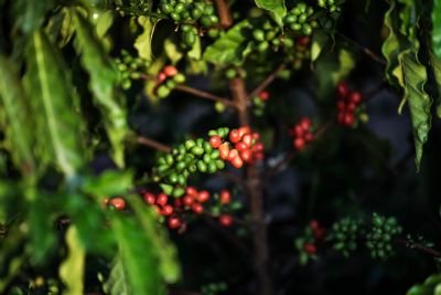 Produtividade de caf por hectare em MT triplica e Embrapa destaca impactos de programa do Governo