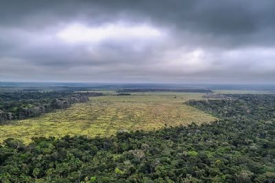 ​Banco Mundial estrutura bond de US$ 200 mi para reflorestamento na Amaznia