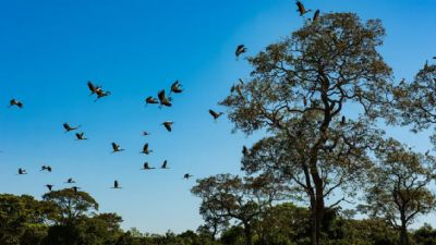 Comisso do Senado aprova projeto que cria Estatuto do Pantanal