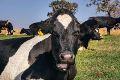 Estado licita R$ 2,1 milhes para a compra de material gentico bovino