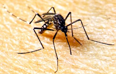SES alerta para importncia de reforar o combate  dengue durante perodo chuvoso