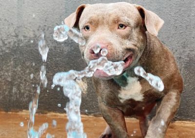 Cuidados com os pets: mdica veterinria d dicas e alerta sobre riscos durante calor e tempo seco