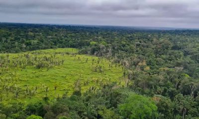 Desmatamento na Amaznia tem queda de 21,8% e no Pantanal, de 9,2%