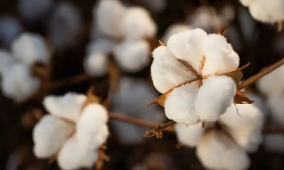 Brasil ultrapassa EUA e j  maior exportador de algodo do mundo