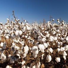 rea colhida de algodo alcana 36% em MT com leve queda de preo