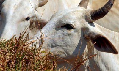 Ministrio da Agricultura investiga suspeita de vaca louca