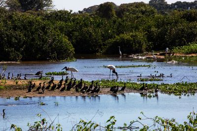 A pedido do MPF, Supremo determina a criao de lei federal especfica para a preservao do Pantanal