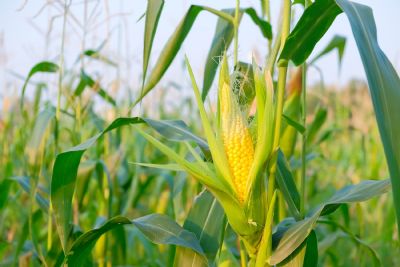 Milho: colheita em MT atinge 97,71% da rea da safrinha 2019, diz Imea