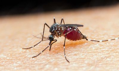 China erradica malria depois de 70 anos de luta contra a doena