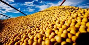 Agricultores buscam fixar preos de venda da prxima safra de soja